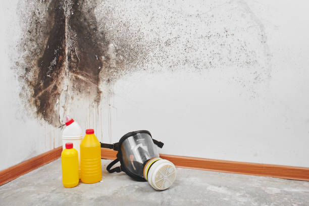 Best Office Mold Removal Services  in Rawls Springs, MS