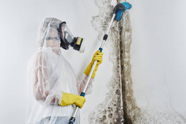 Best Crawl Space Mold Removal  in Rawls Springs, MS