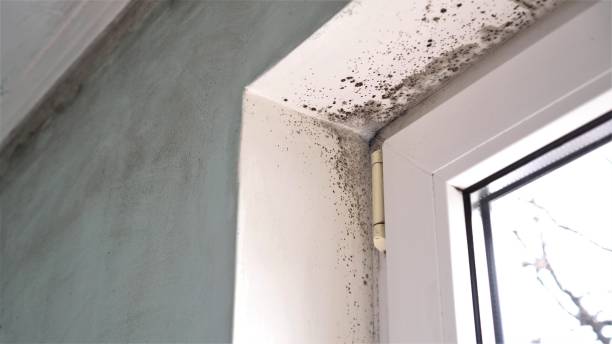 Best Mold Cleaning Services  in Rawls Springs, MS