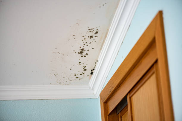 Best Black Mold Removal  in Rawls Springs, MS