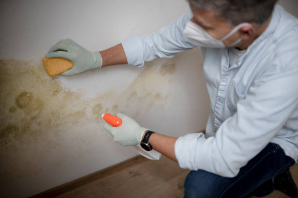 Best Best Mold Removal Companies  in Rawls Springs, MS