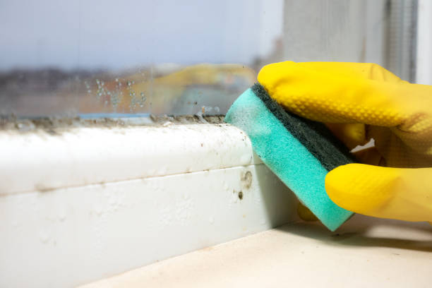 Office Mold Removal Services in Rawls Springs, MS