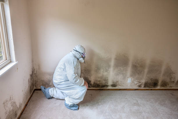 Best Attic Mold Removal  in Rawls Springs, MS