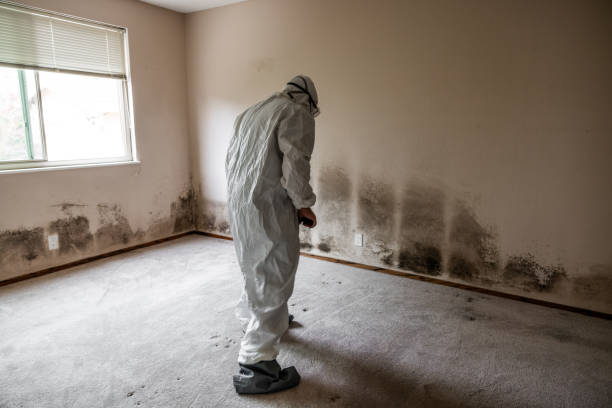Best Emergency Mold Removal  in Rawls Springs, MS
